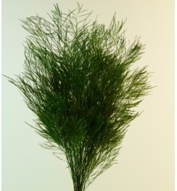 Tree fern - TIK 0104